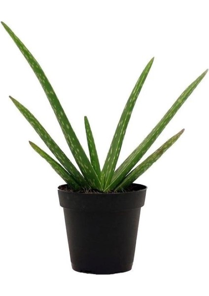 Aloe Vera Bitkisi