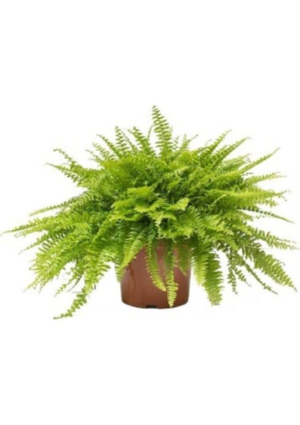 Aşk Merdiveni 25-30 cm