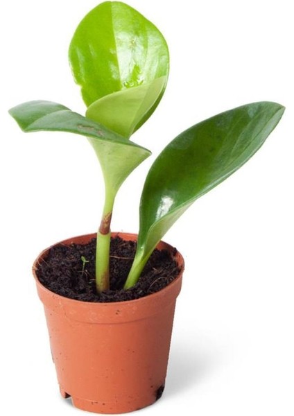 Peperomia Obtipan Yeşil Bitki
