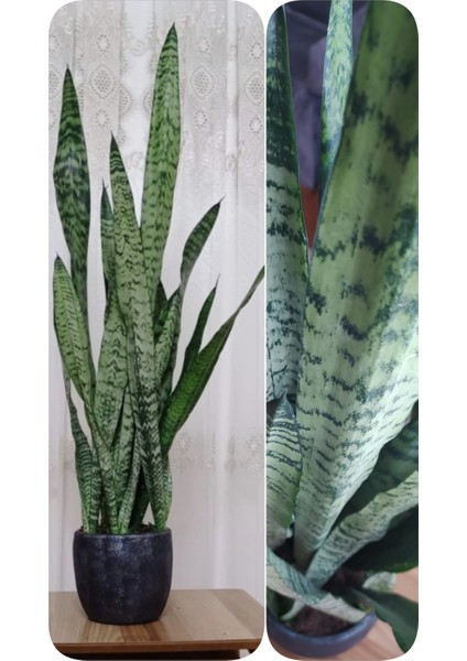 Paşa Kılıcı Peygamber Kılıcı Dekoratif Saksıda 001010100101