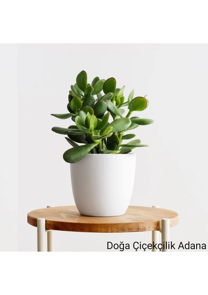 Para Çiçeği Bonsai Bereket Ağacı Crassula Ovata 01