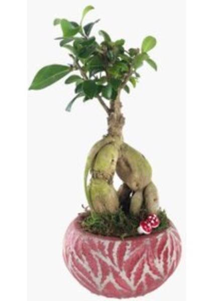 Ficus Ginseng Bonsai & Kırmızı Vane Beton Saksıda Canlı Çiçek