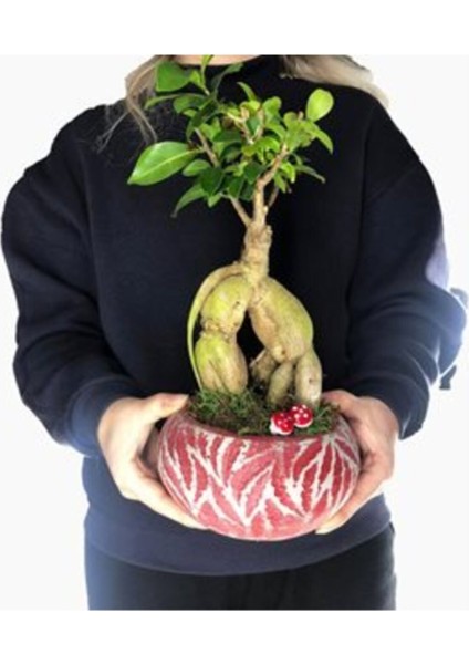 Ficus Ginseng Bonsai & Kırmızı Vane Beton Saksıda Canlı Çiçek fiyatları