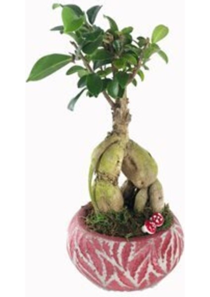 Ficus Ginseng Bonsai & Kırmızı Vane Beton Saksıda Canlı Çiçek modelleri