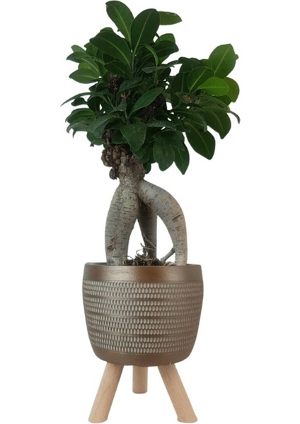 Gold Damla Saksıda Ficus Ginseng Bonsai