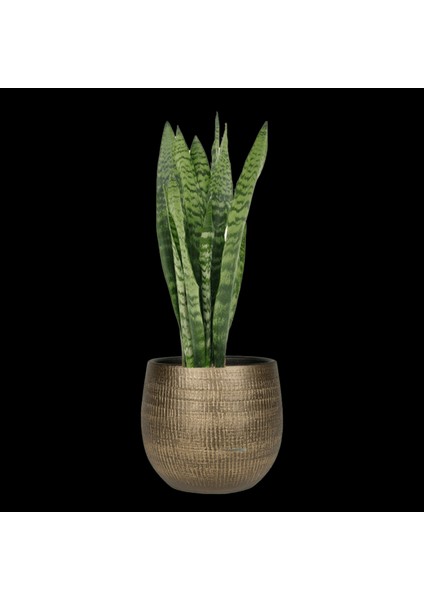 Paşa Kılıcı Dekoratif Saksıda Yaklaşık 90-100 cm