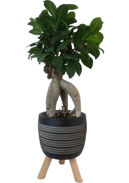 Siyah Damla Saksıda Ficus Ginseng Bonsai