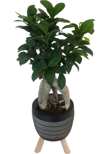 Siyah Damla Saksıda Ficus Ginseng Bonsai fiyatları