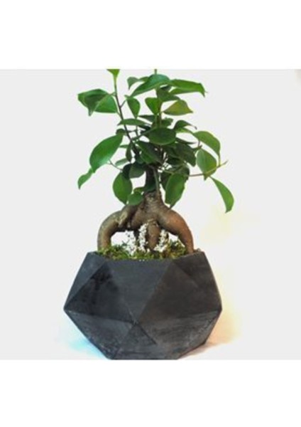 Ficus Ginseng Bonsai & Siyah Geometrik Beton Saksıda Canlı