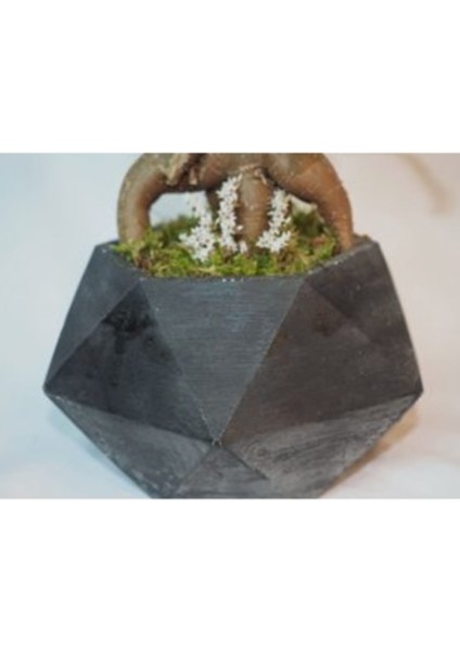Ficus Ginseng Bonsai & Siyah Geometrik Beton Saksıda Canlı fiyatları