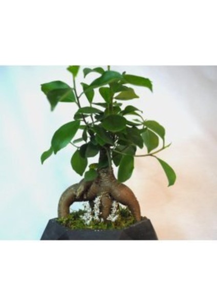 Ficus Ginseng Bonsai & Siyah Geometrik Beton Saksıda Canlı modelleri