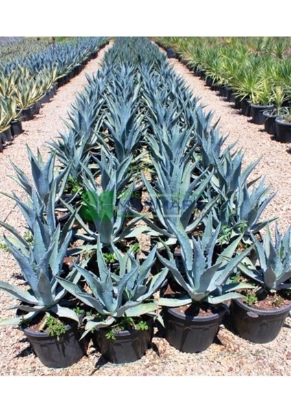 Agave Saksılı 10-20 cm
