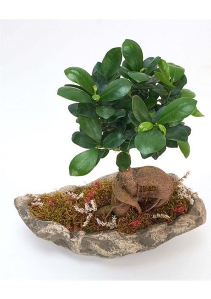 Ağaç Kabuğu Beton Saksıda Bonsai fiyatları