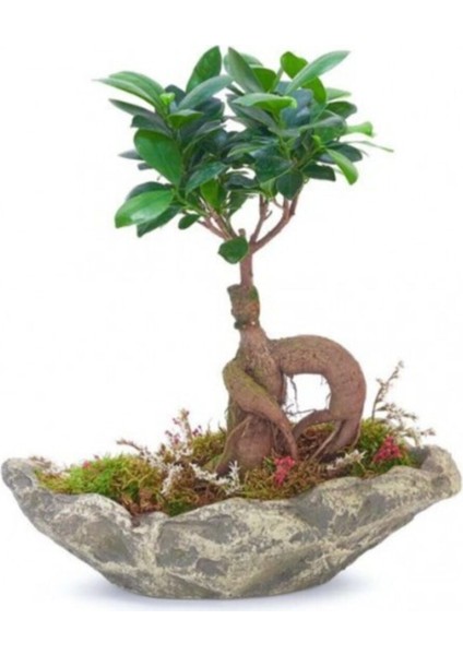 Ağaç Kabuğu Beton Saksıda Bonsai