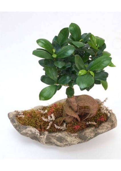 Ağaç Kabuğu Beton Saksıda Bonsai fiyatları