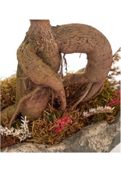 Ağaç Kabuğu Beton Saksıda Bonsai modelleri