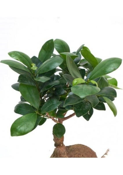 Ağaç Kabuğu Beton Saksıda Bonsai fırsatları