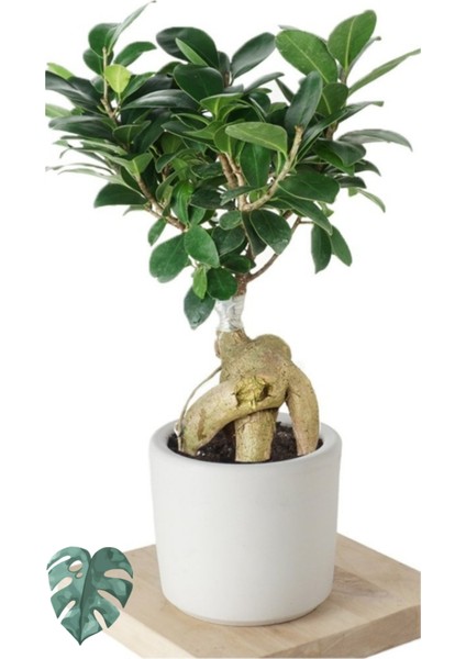 Ficus Ginseng (Bonsai Ağacı)