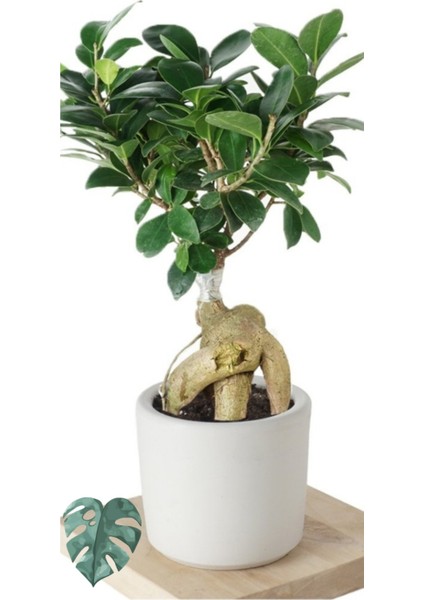 Ficus Ginseng (Bonsai Ağacı)