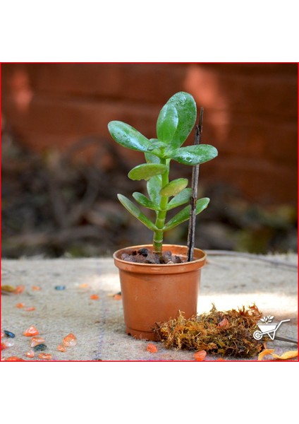 Crassula Ovata Para Çiçeği Şans Çiçeği