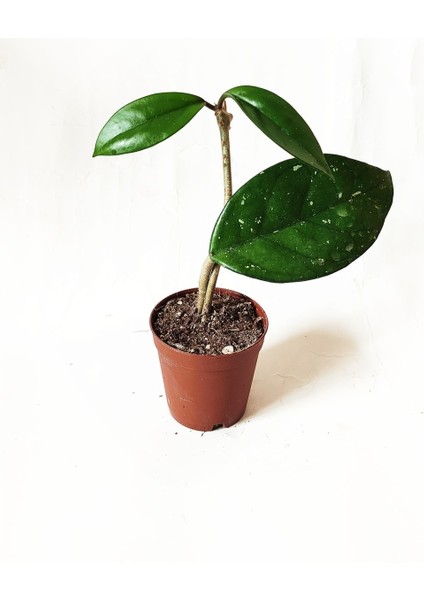 Mum Çiçeği-Hoya Carnosa
