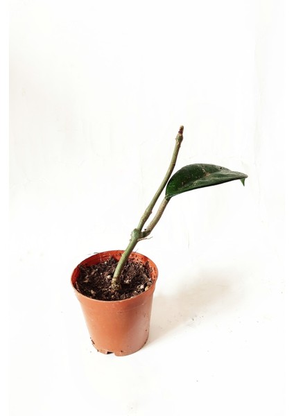 Mum Çiçeği-Hoya Carnosa