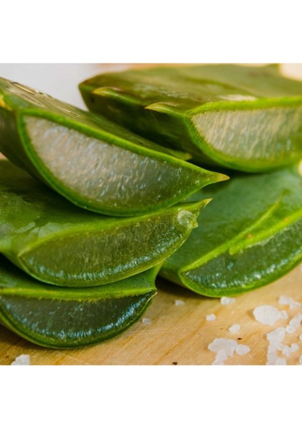 Saksıda Şifalı Sarısabır Aloe Vera (Alovera) Fidanı