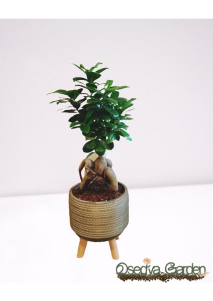 Dekoratif Saksıda Bonsai Ficus Ginseng