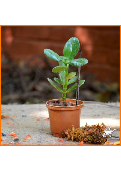 Crassula Ovata Para Çiçeği Şans Çiçeği