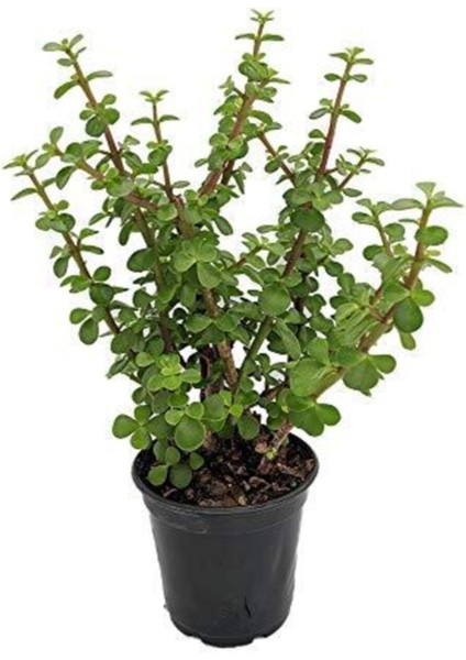 Bitki Dünyam Para Ağacı Bonsai Bitkisi 8.5 Saksılı