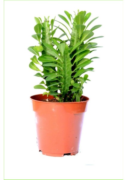 Euphorbia Trigona Süt Ağacı 8.5 cm Kampanya