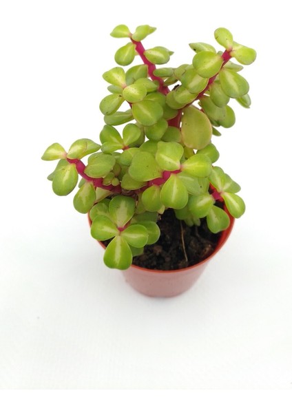 Portulacaria Afra Variegata Sukulent - 5.5 cm Saksıda