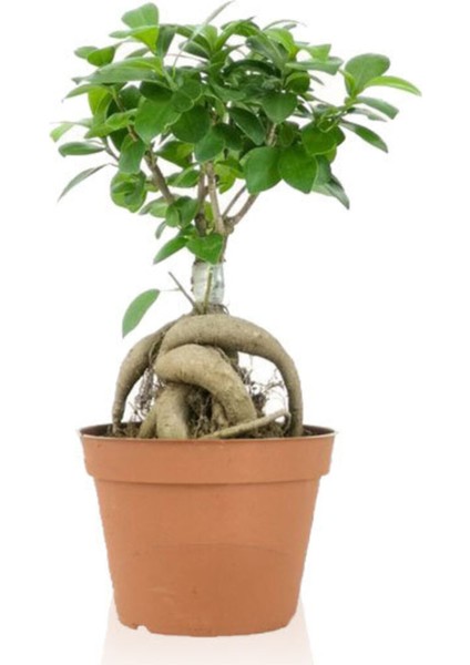 Ficus Gingseng Bonsai Ağacı Saksı Çapı Boyu 30-45 cm