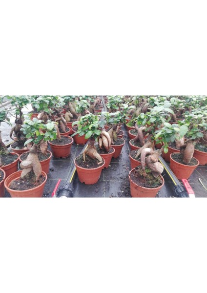 Ficus Gingseng Bonsai Ağacı Saksı Çapı Boyu 30-45 cm fiyatları