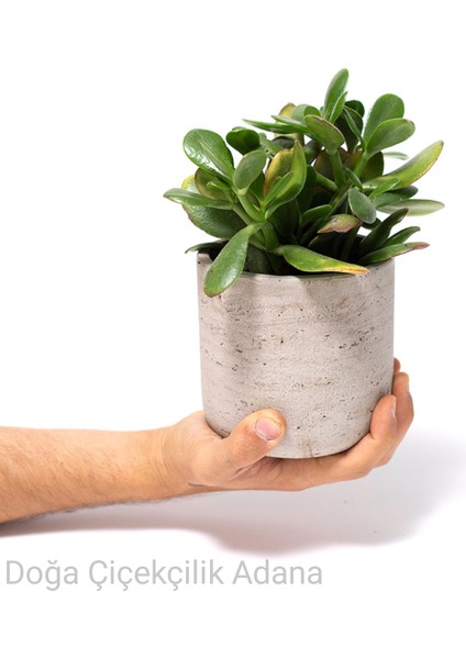 Seramik Saksıda Para Ağacı Bereket Ağacı Crassula Ovata 01
