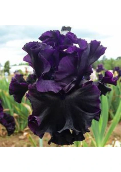 Bitki Dünyam 2 Adet Black Iris (Süsen) Germenica Çiçek Soğanı