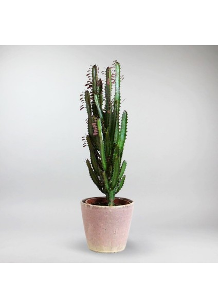 Süt Ağacı Euphorbia Trigona 60 cm Dekoratif Saksıda