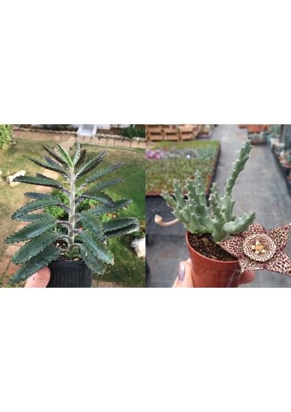 1 Aşkın Gözyaşı + 1 Leş Kaktüsü