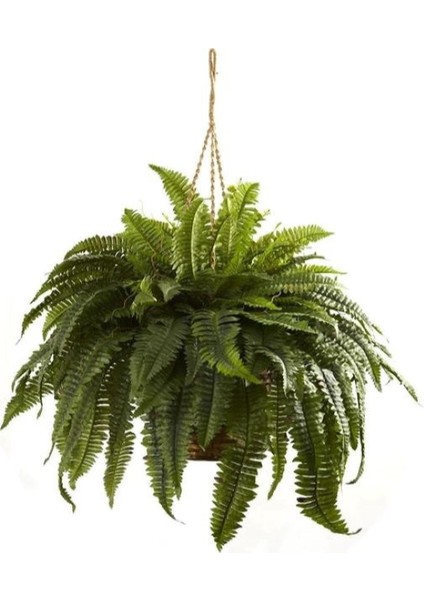 Aşk Merdiveni Çiçeği - Nephrolepis