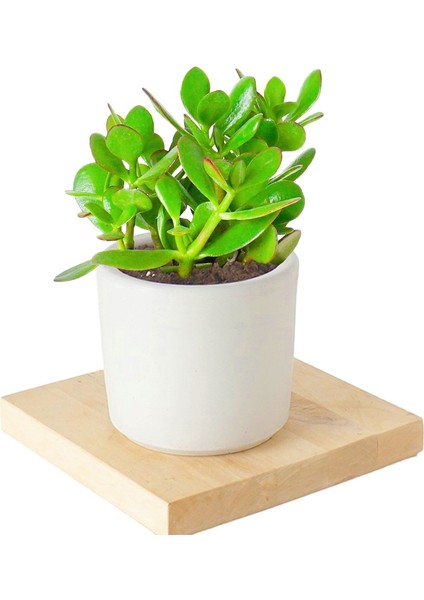 Seramik Saksıda Crassula Ovata Para Çiçeği +5 Alman Zambağı Soğanı