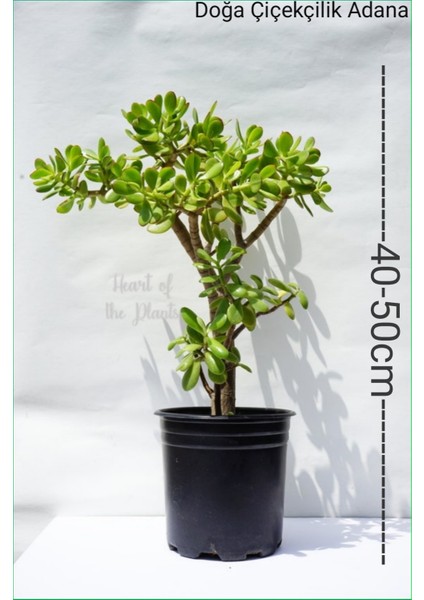 Para Ağacı Para Çiçeği Crassula Ovata