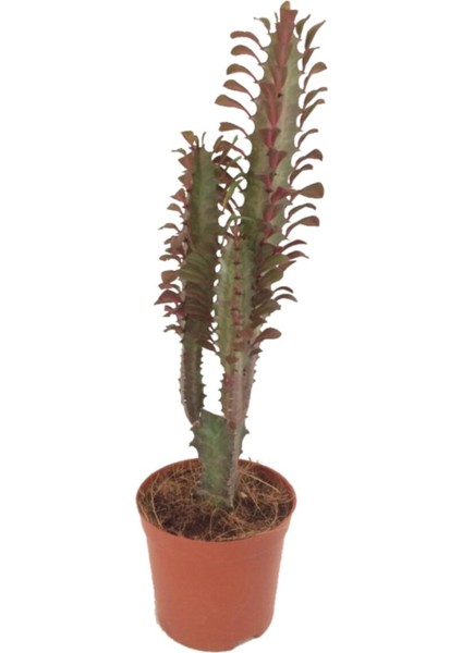 Euphorbia Trigona Rubra Süt Ağacı Kaktüs 40 cm