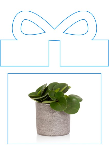 Ofis Peperomia Obtusifolia Seramik Saksılı