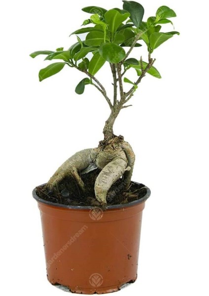 Ficus Bonsai
