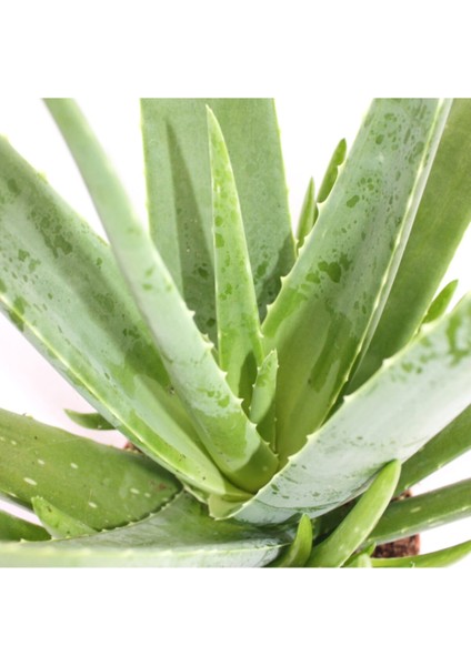 Aloe Vera Bitkisi Özel Üretim Yüksek Kalite