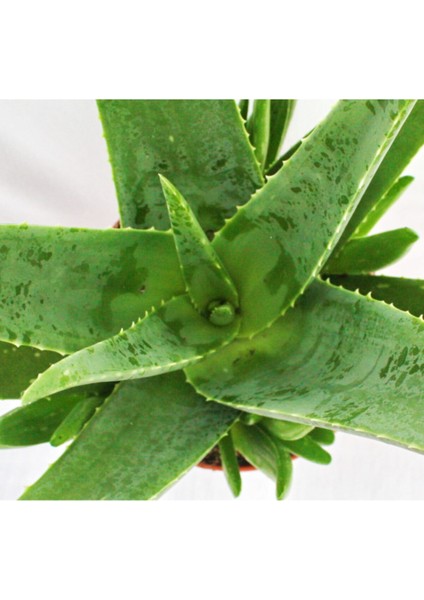 Aloe Vera Bitkisi Özel Üretim Yüksek Kalite