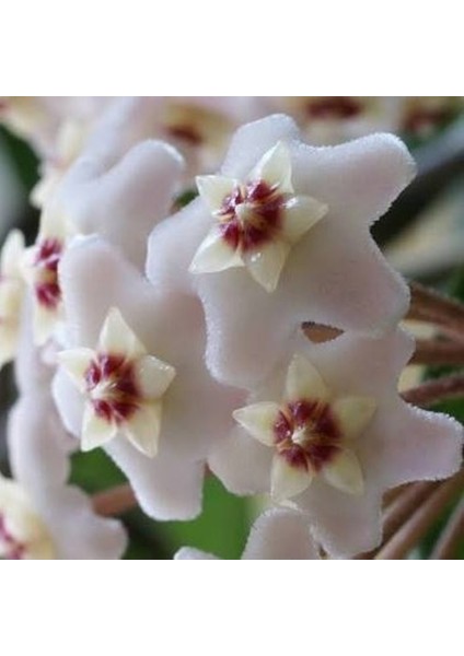 Hoya Cornosa - Mum Çiçeği, Saksıda