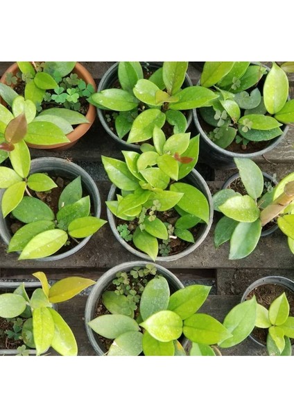 Hoya Cornosa - Mum Çiçeği, Saksıda fiyatları