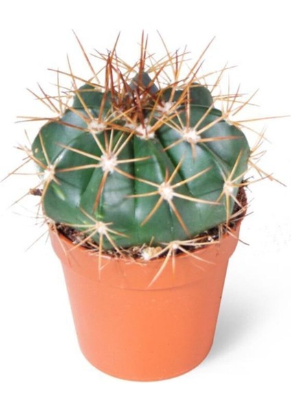 Melocactus Brevispinus 5,5cm Ø - Kaktüs