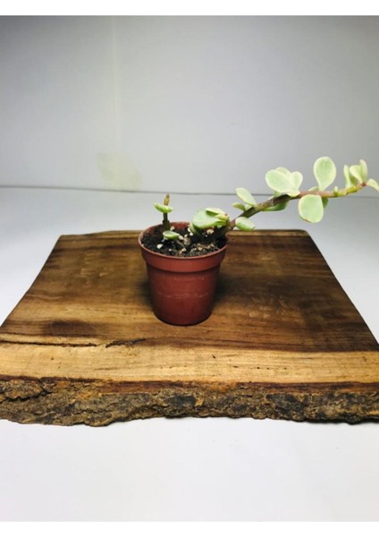 Portulacaria Afra